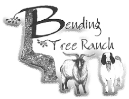 BendingTree Ranch TexMaster Goats