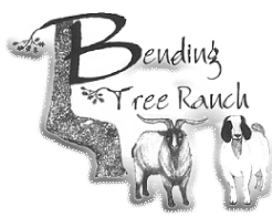 BendingTree Ranch TexMaster Goats