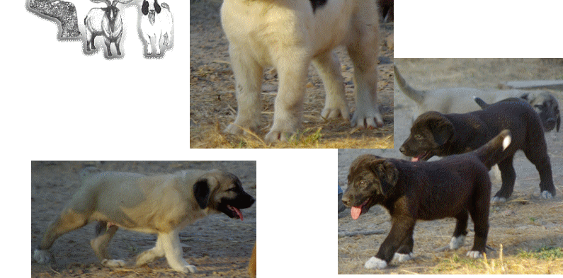 BendingTree Ranch TexMaster Goats