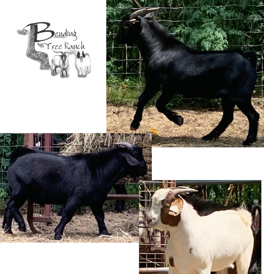 BendingTree Ranch TexMaster Goats
