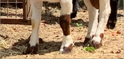 BendingTree Ranch TexMaster Goats