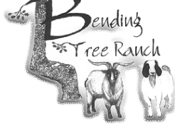 BendingTree Ranch TexMaster Goats