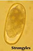 strongyle egg