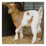 chillednewborn1