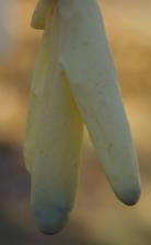 item11