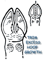 Trim Goat Hoof